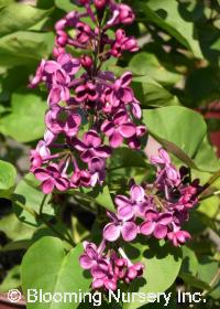 Syringa  x hyacinthiflora 'Pocahontas'